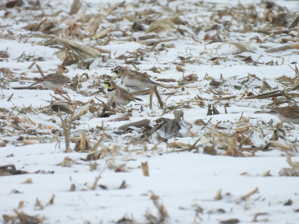 Horned Lark - ML629397005