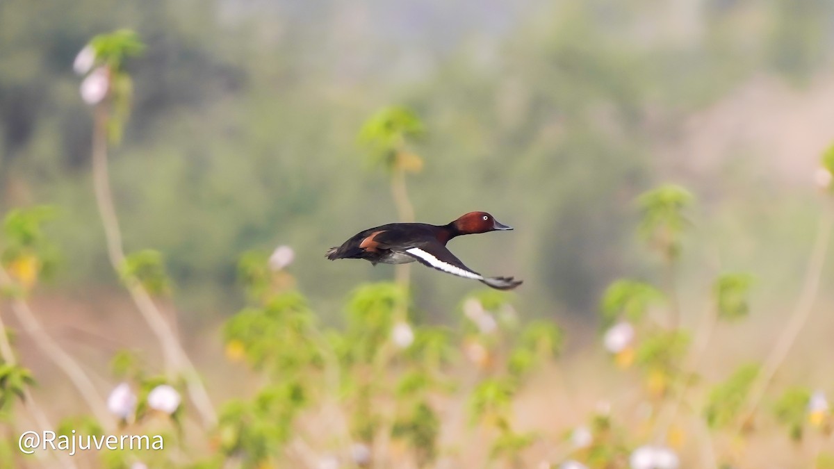 Ferruginous Duck - ML629397110