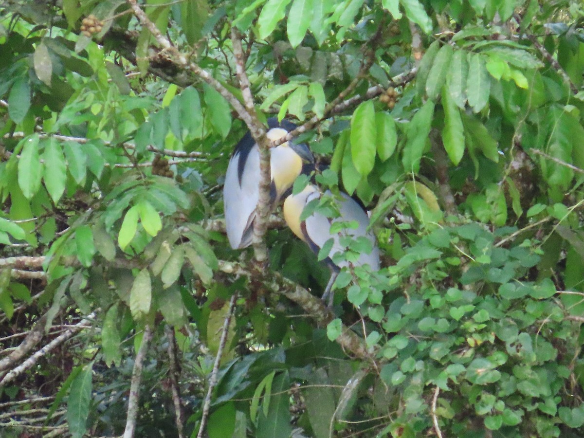 Boat-billed Heron - ML629397260