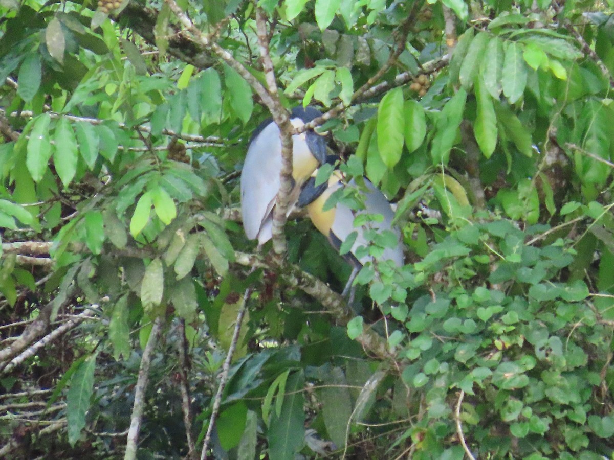 Boat-billed Heron - ML629397261