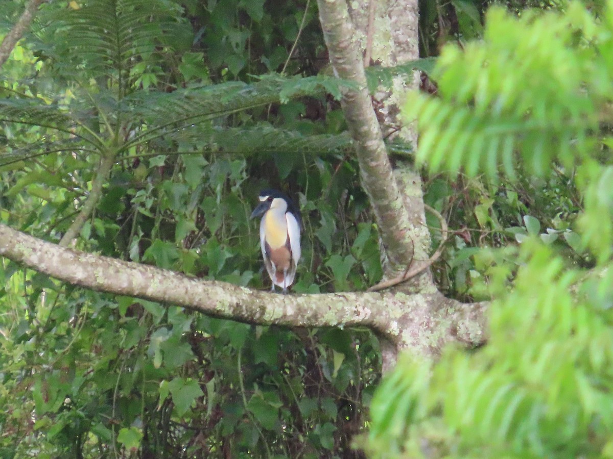 Boat-billed Heron - ML629397262