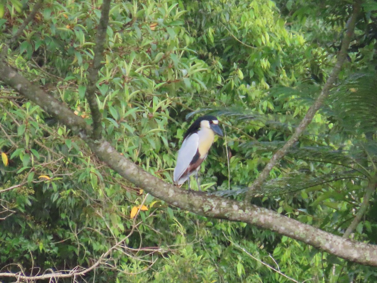 Boat-billed Heron - ML629397263