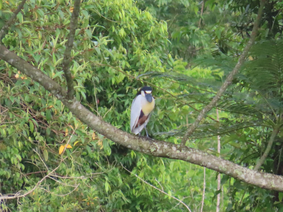 Boat-billed Heron - ML629397264