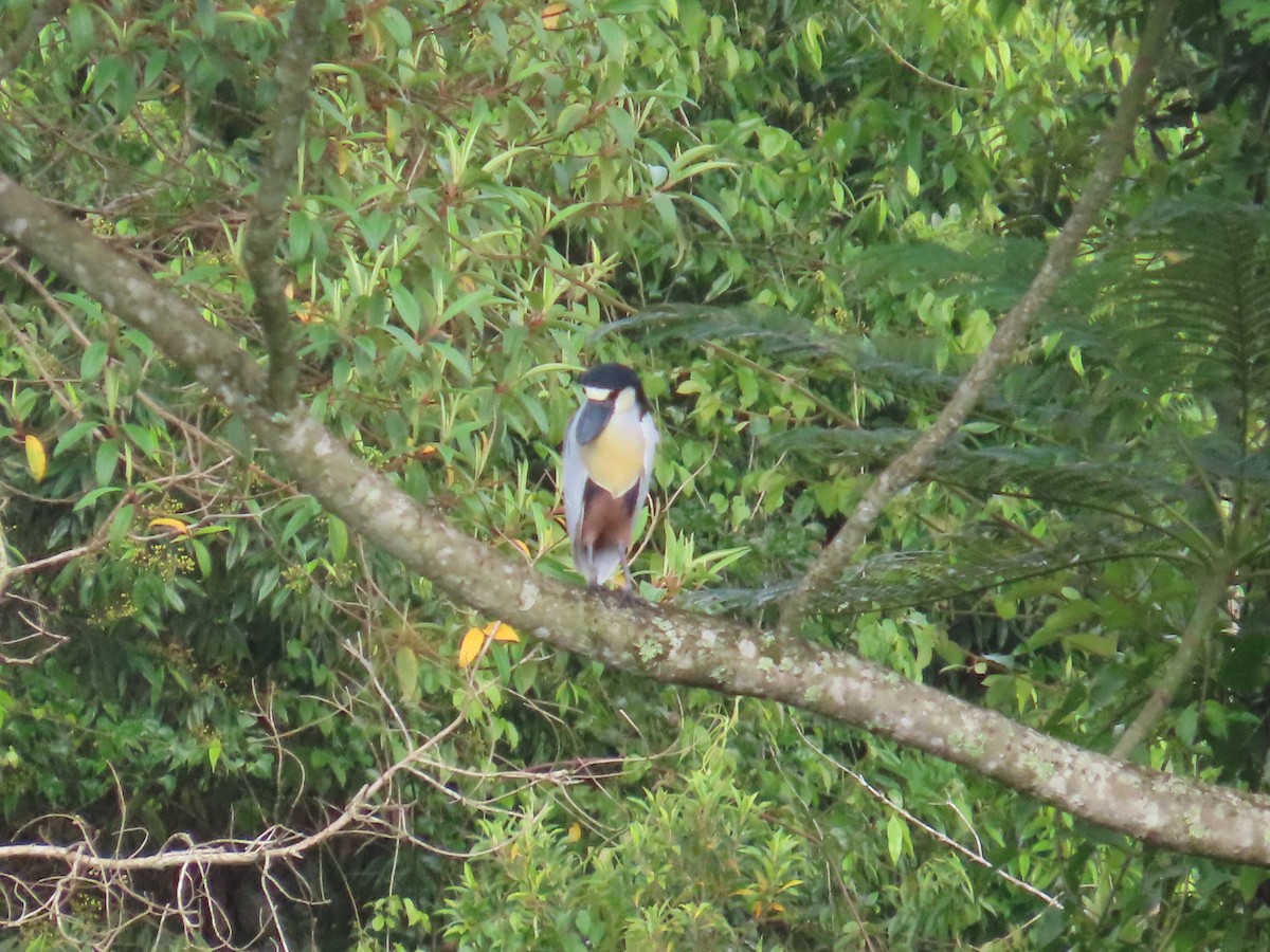 Boat-billed Heron - ML629397265