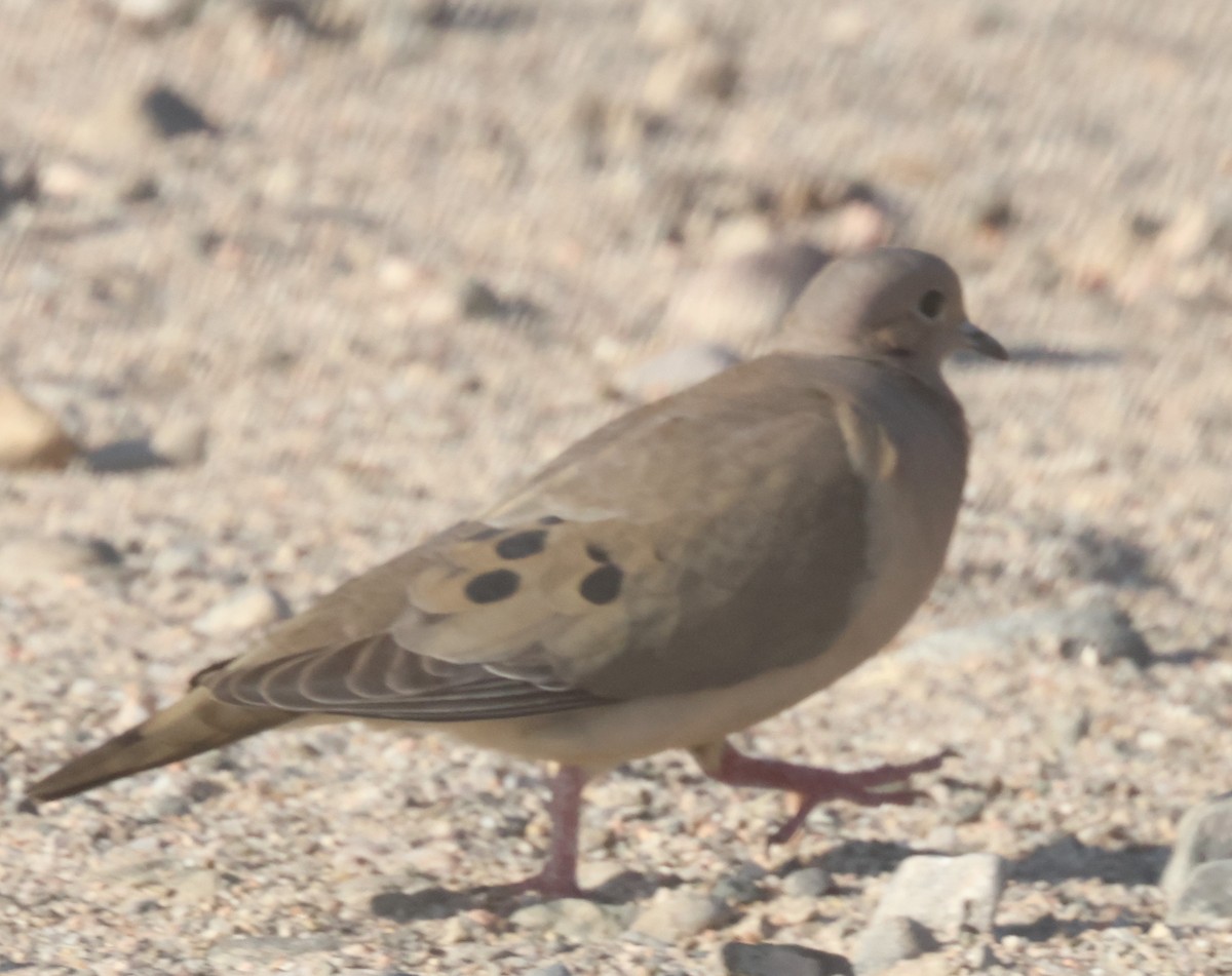 Eared Dove - ML629397463