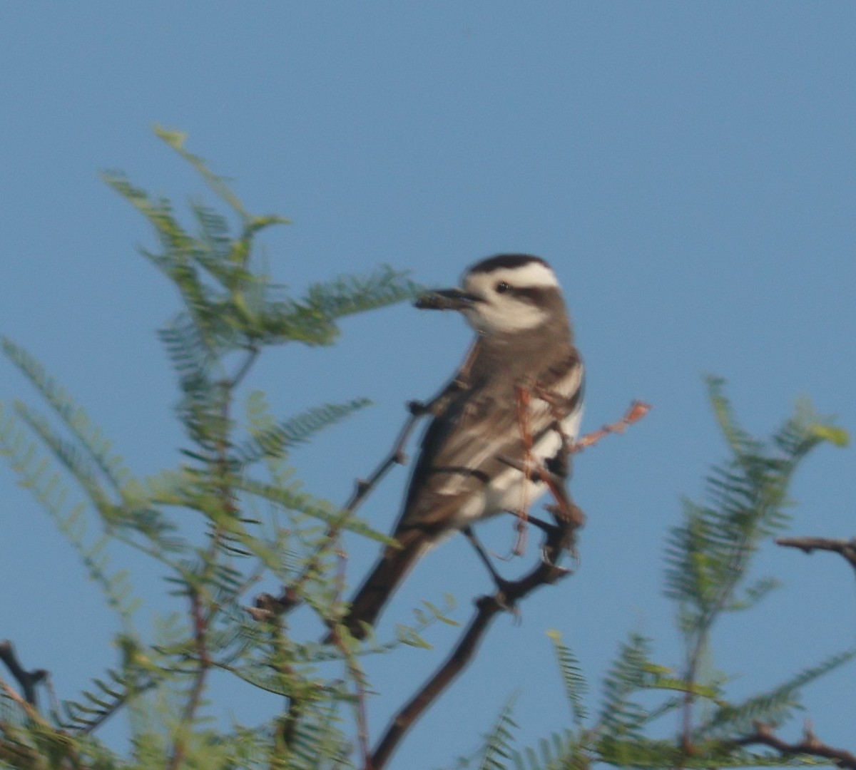 Black-crowned Monjita - ML629397471
