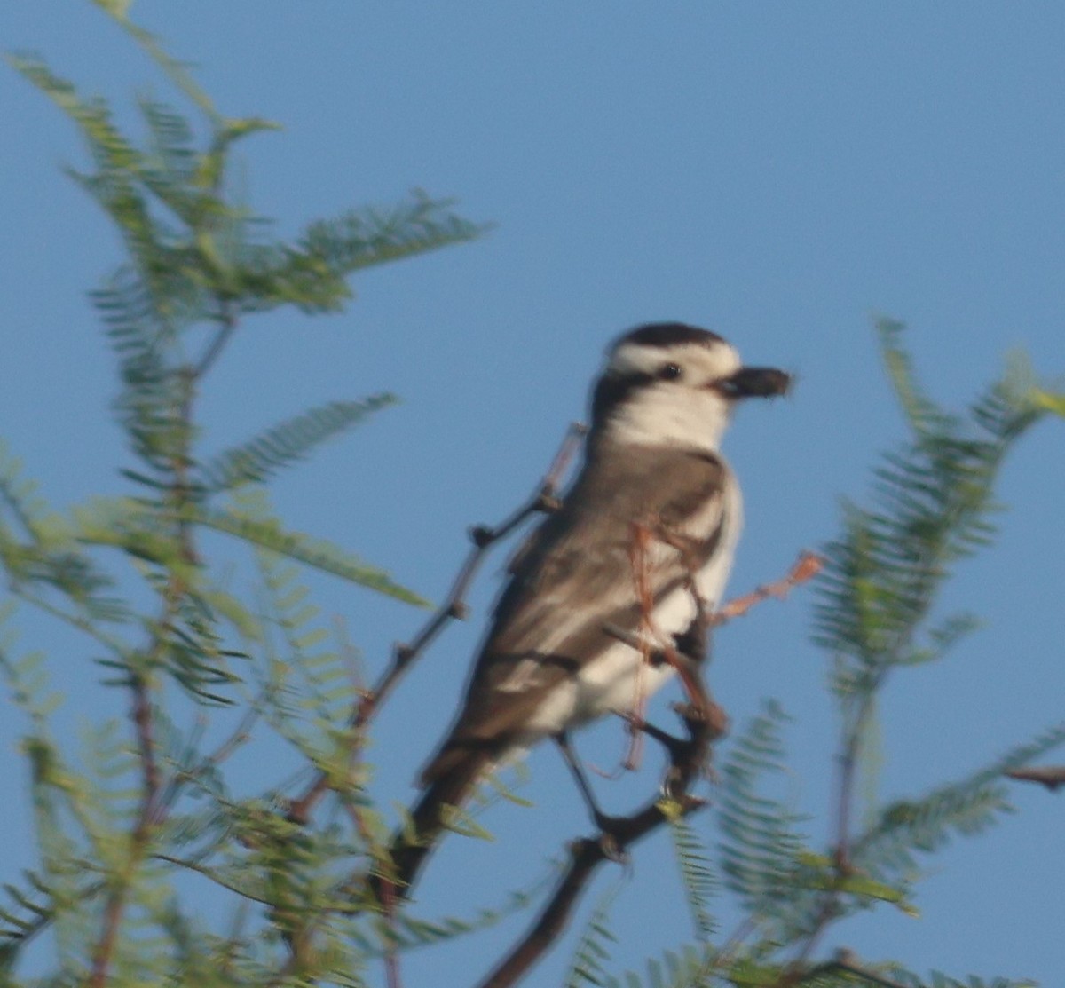 Black-crowned Monjita - ML629397472