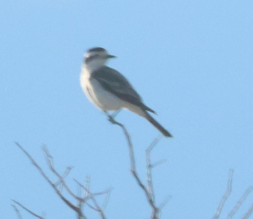 Black-crowned Monjita - ML629397473