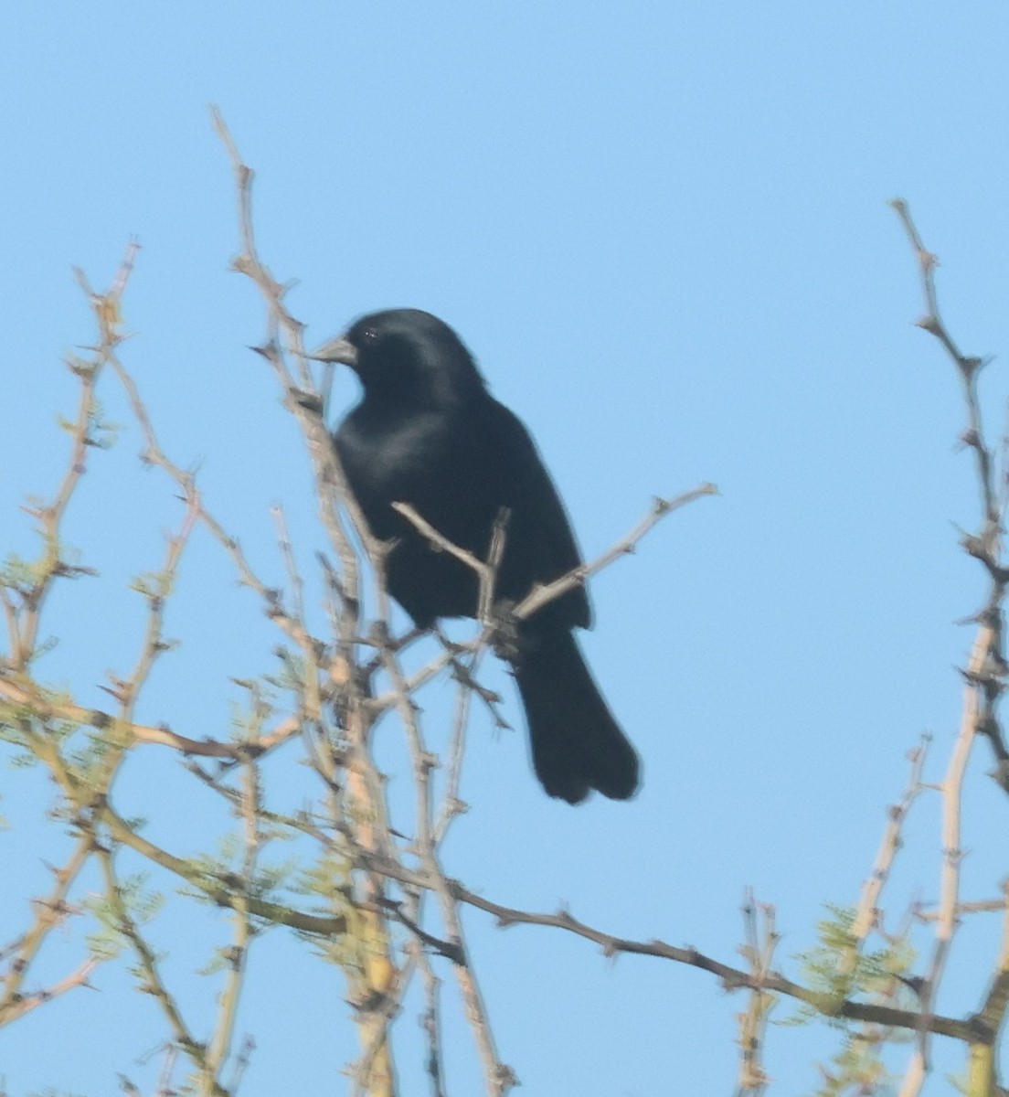 Shiny Cowbird - ML629397484