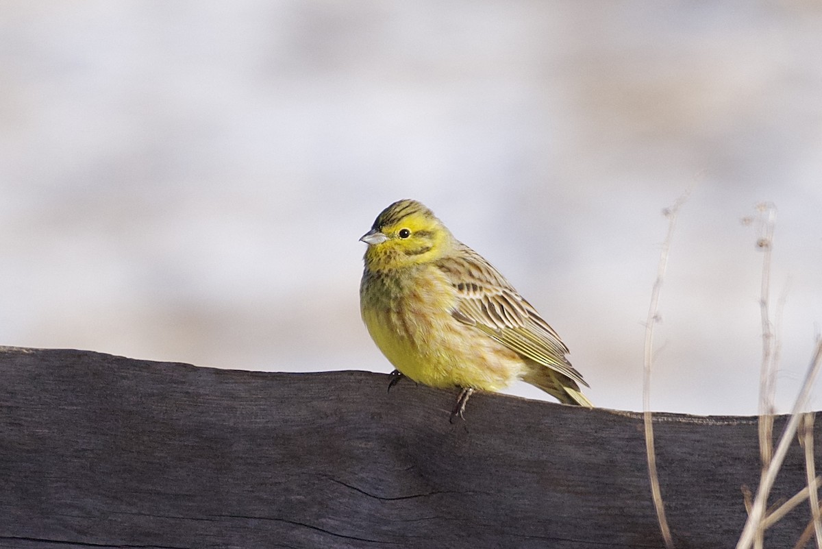 Yellowhammer - ML629397514
