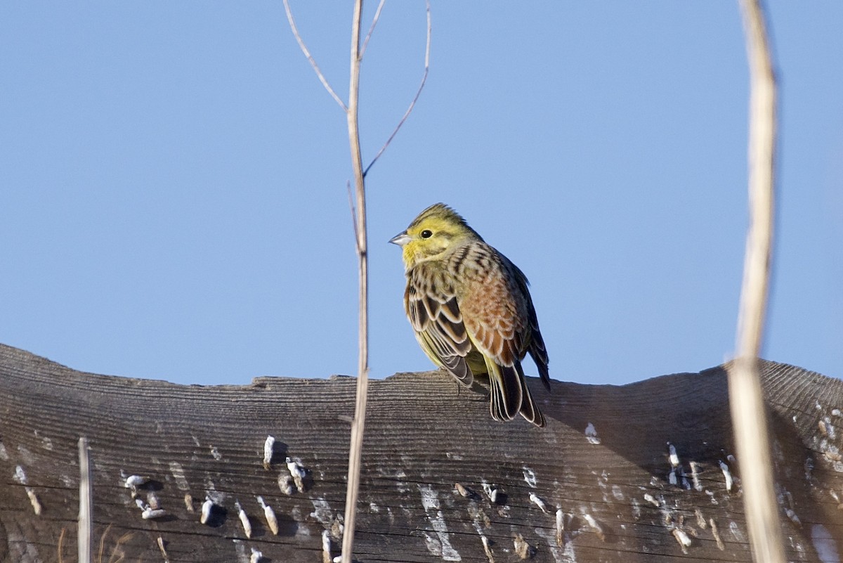 Yellowhammer - ML629397515