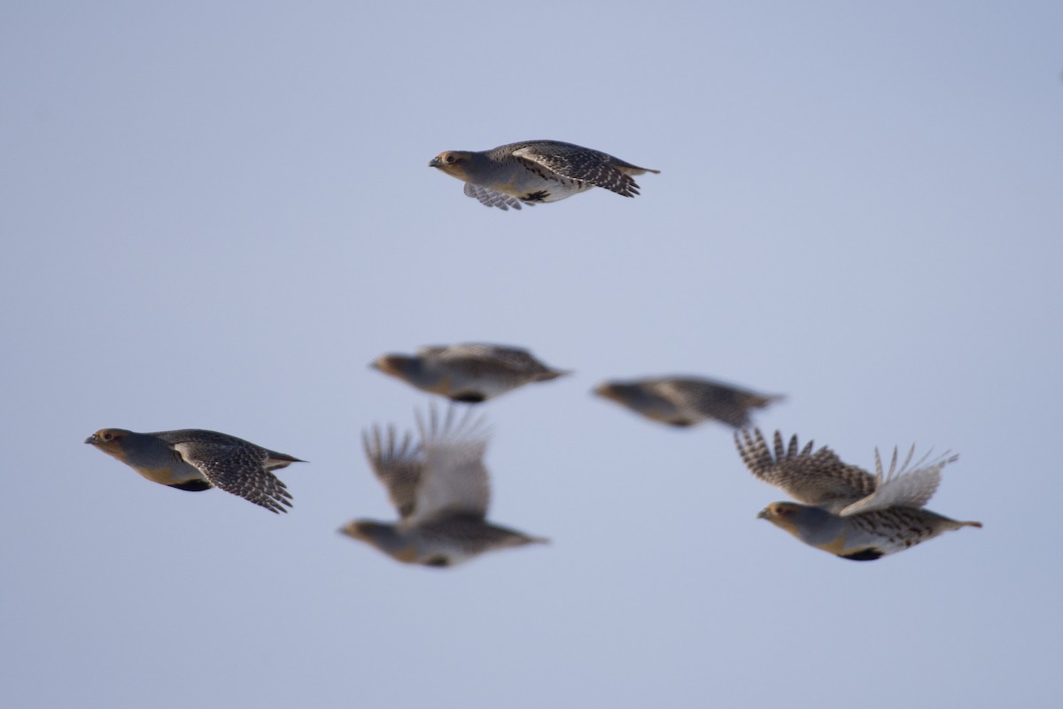 Daurian Partridge - ML629397522