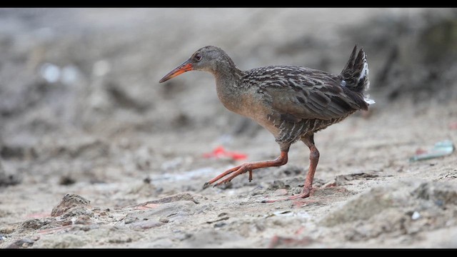 Mangrove Rail (Atlantic) - ML629397611