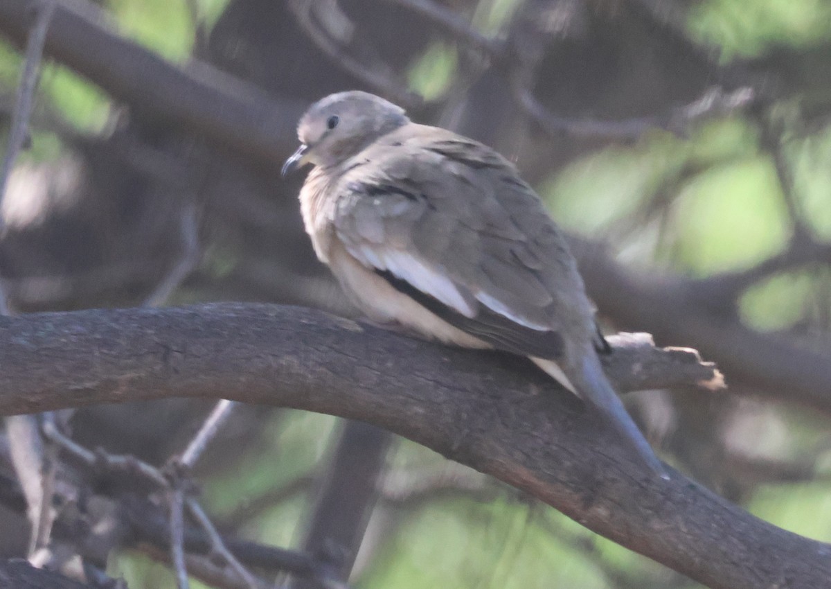 Picui Ground Dove - ML629397651