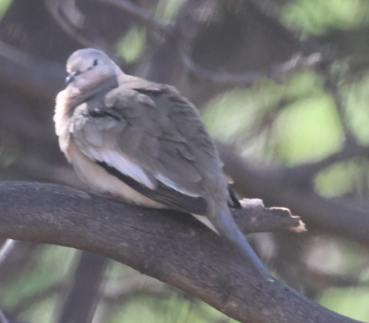 Picui Ground Dove - ML629397652
