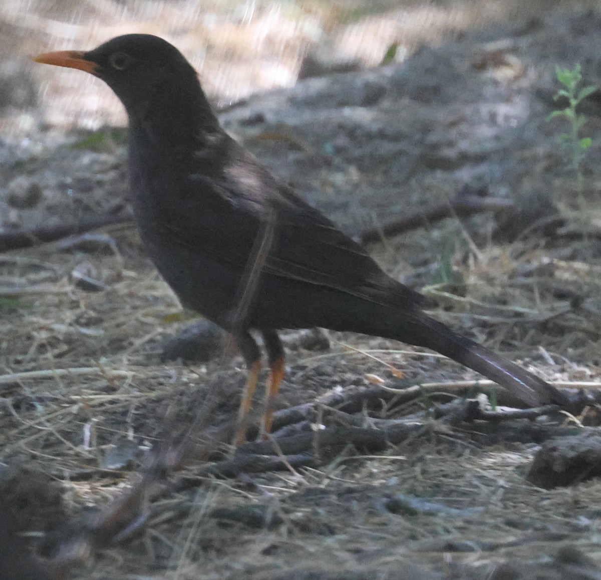 Chiguanco Thrush - ML629397667