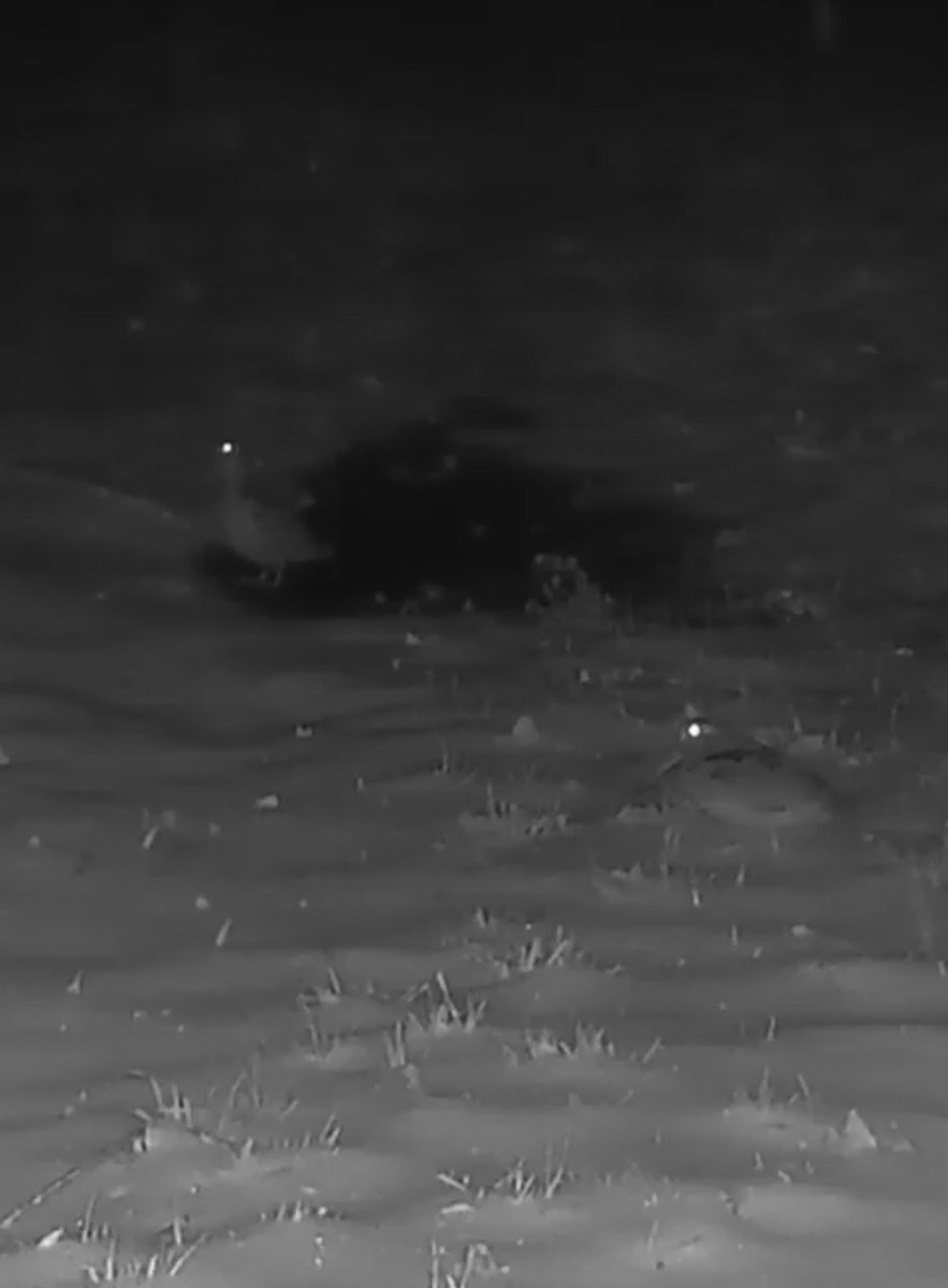 American Woodcock - ML629397729