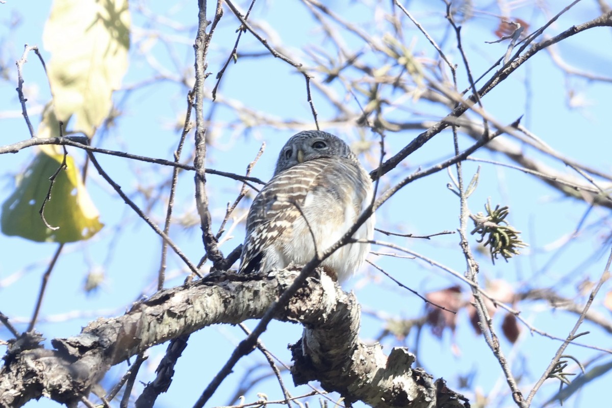 Asian Barred Owlet - ML629397775