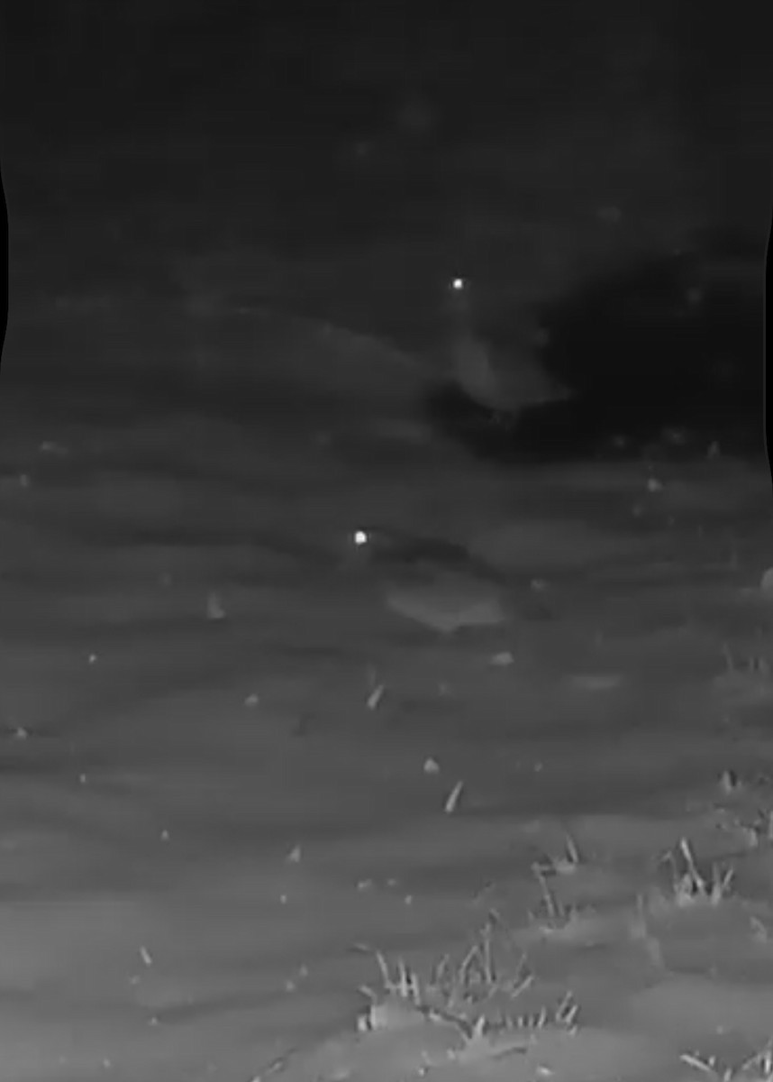 American Woodcock - ML629397781