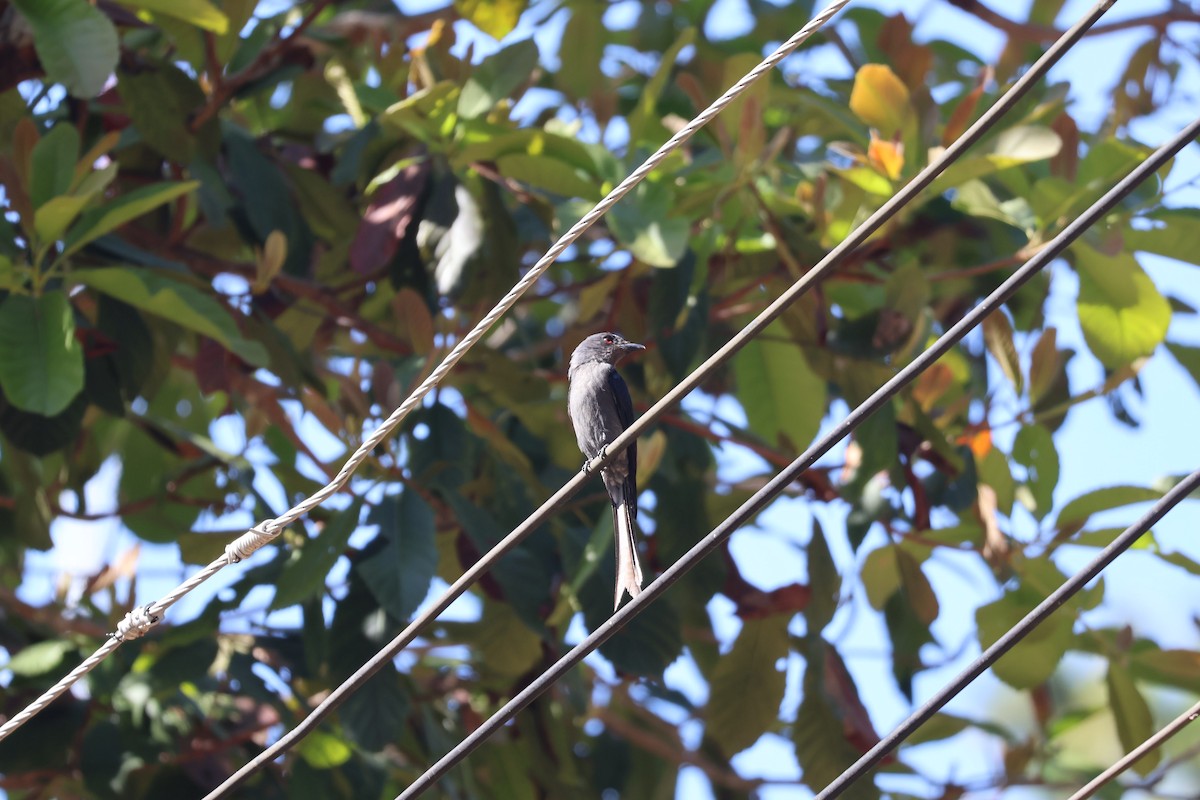 Ashy Drongo - ML629397786