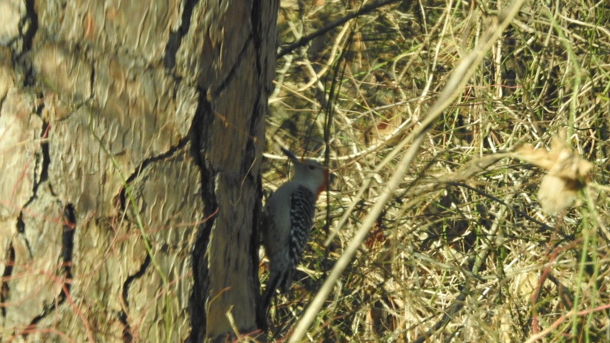 Red-bellied Woodpecker - ML629397791