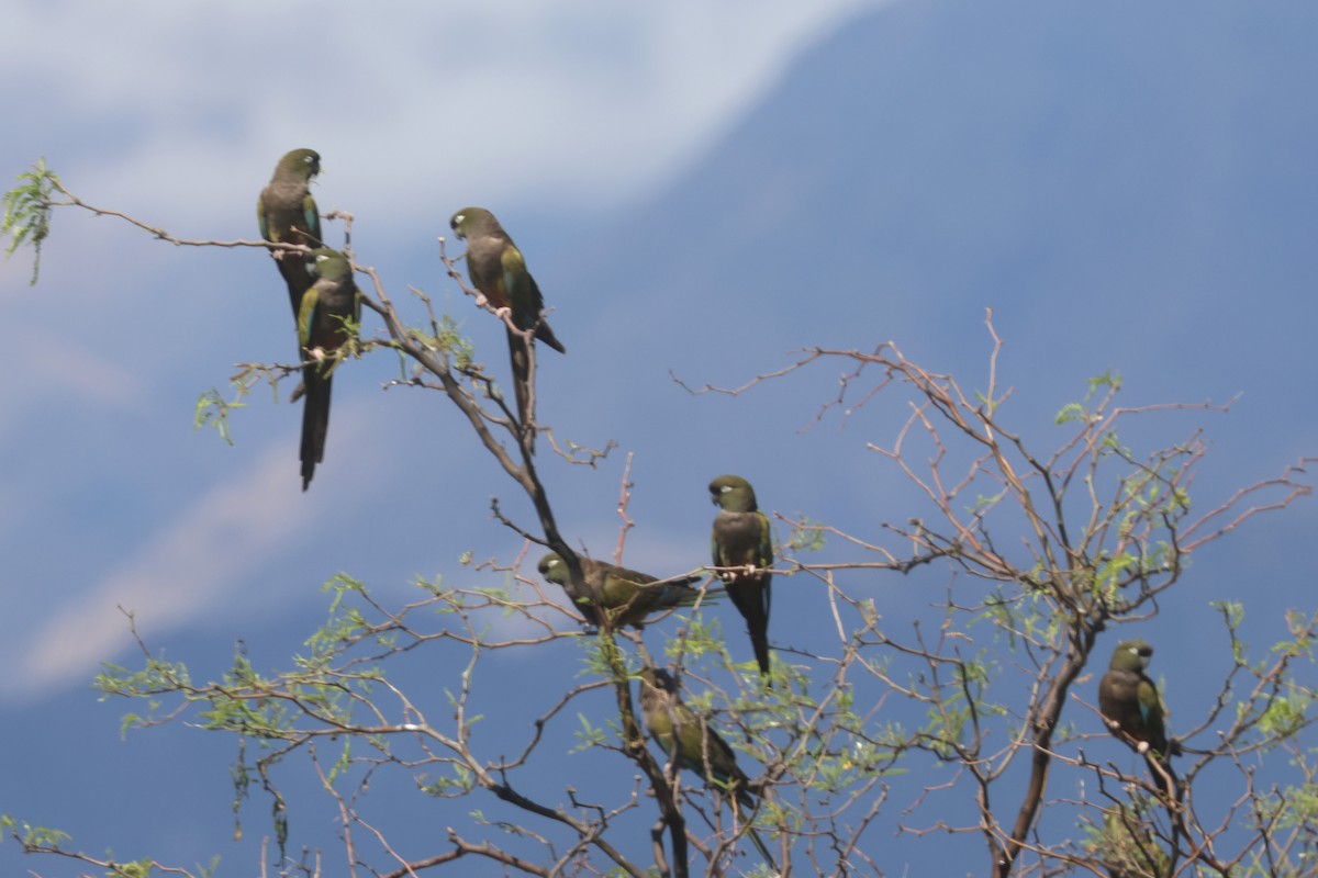 Burrowing Parakeet - ML629397803