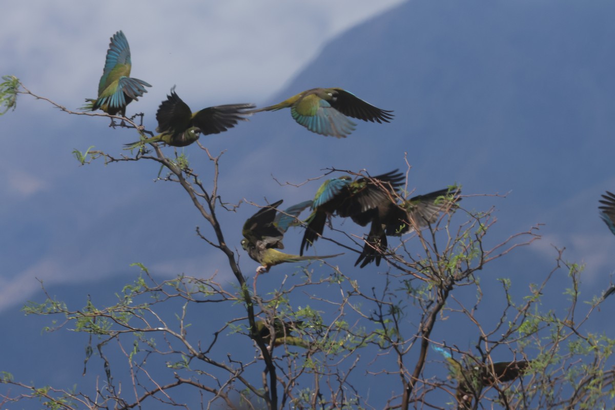 Burrowing Parakeet - ML629397804
