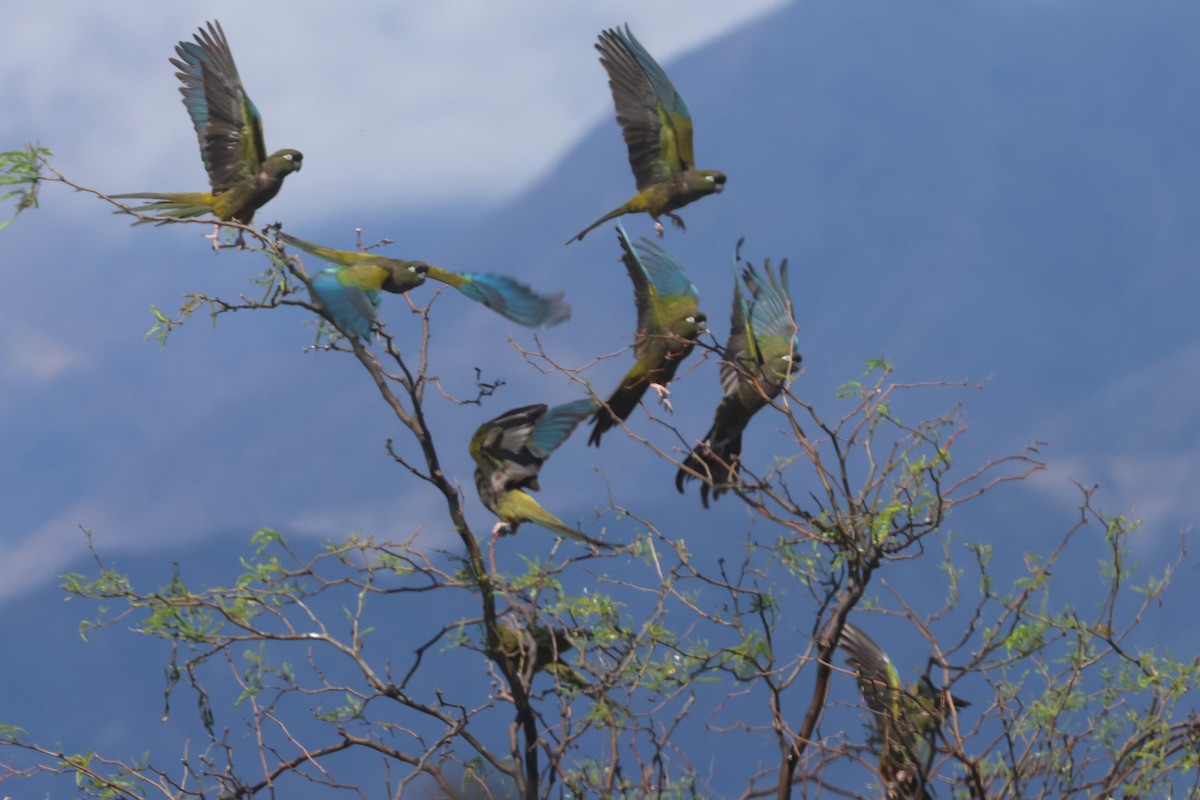 Burrowing Parakeet - ML629397805