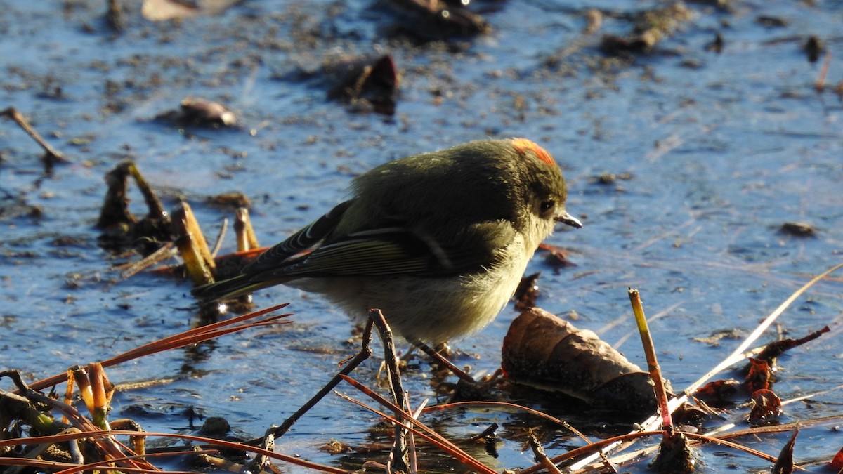 Ruby-crowned Kinglet - ML629397809