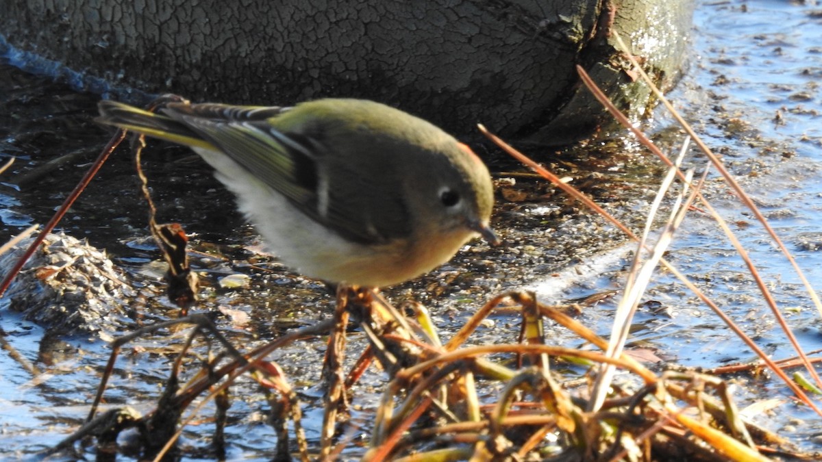 Ruby-crowned Kinglet - ML629397810