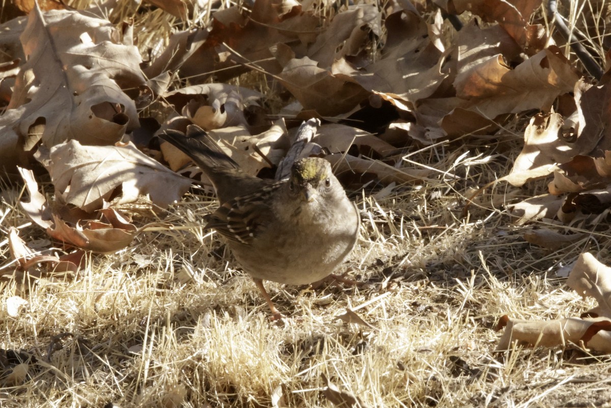 Golden-crowned Sparrow - ML629398131