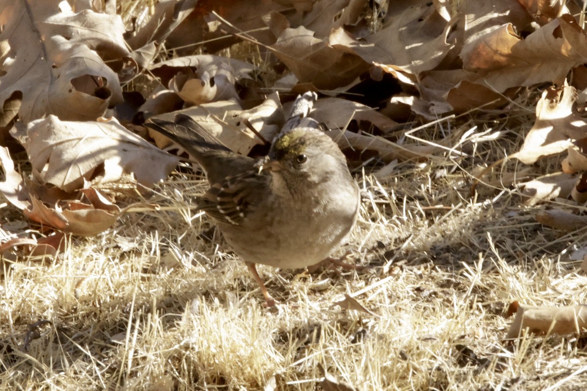Golden-crowned Sparrow - ML629398132