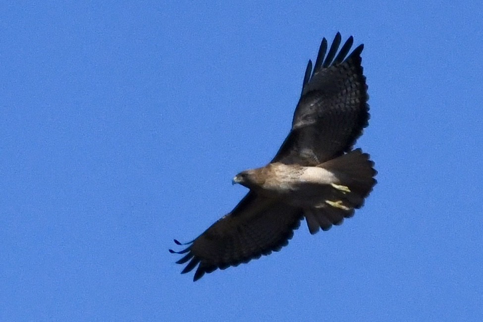 Red-tailed Hawk - ML629398234