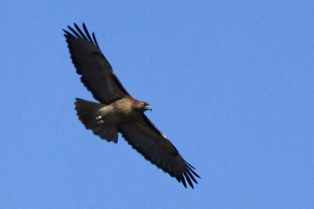 Red-tailed Hawk - ML629398235