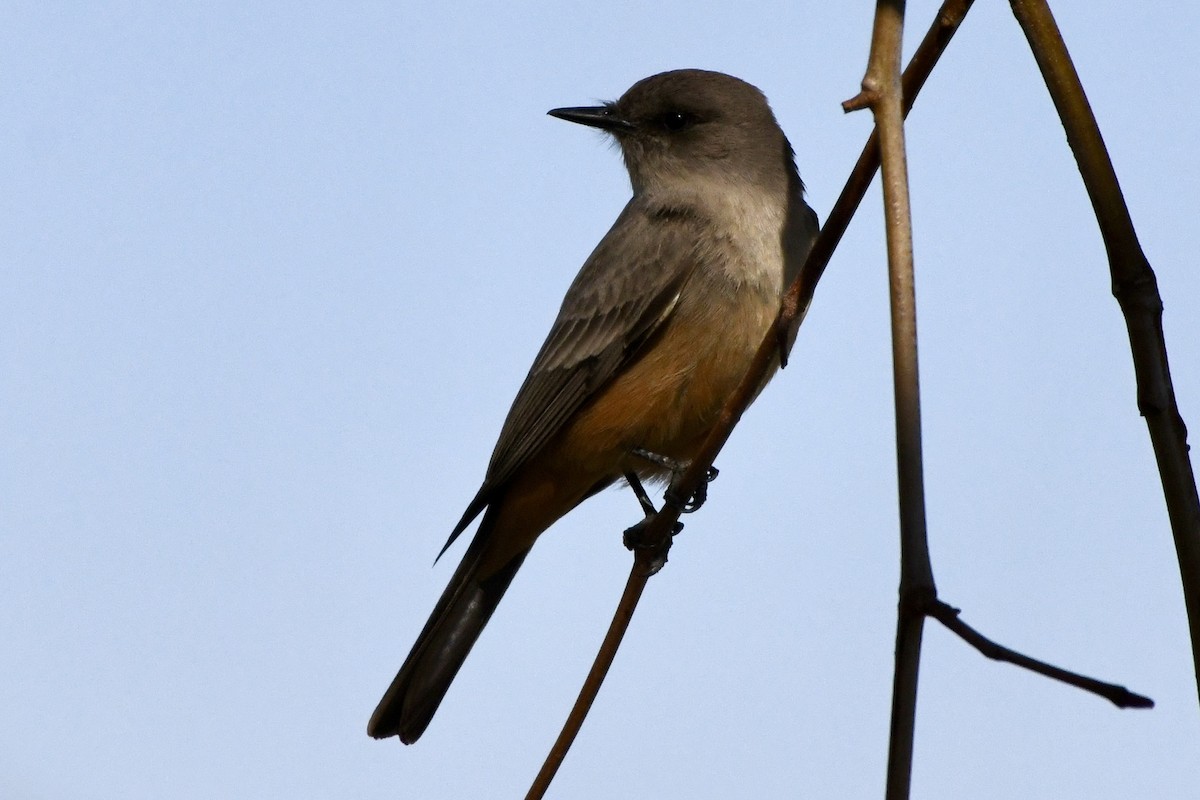 Cassin's Kingbird - ML629398244