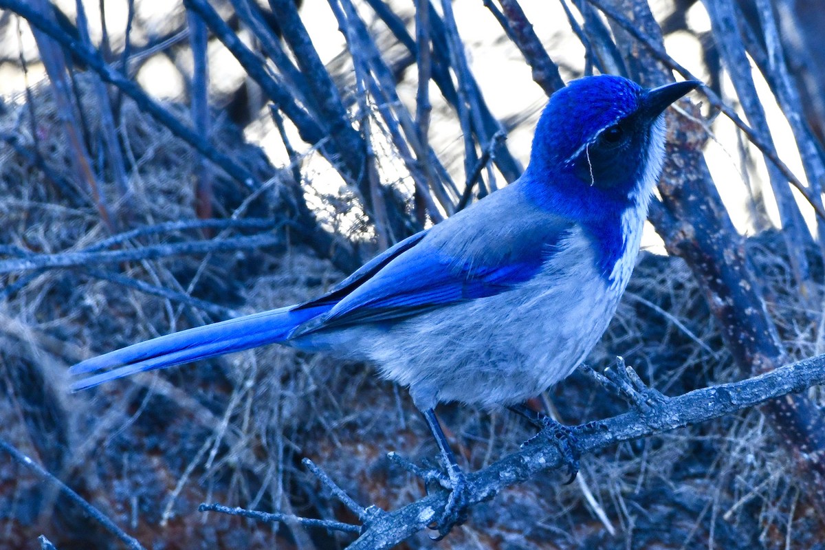 California Scrub-Jay - ML629398250