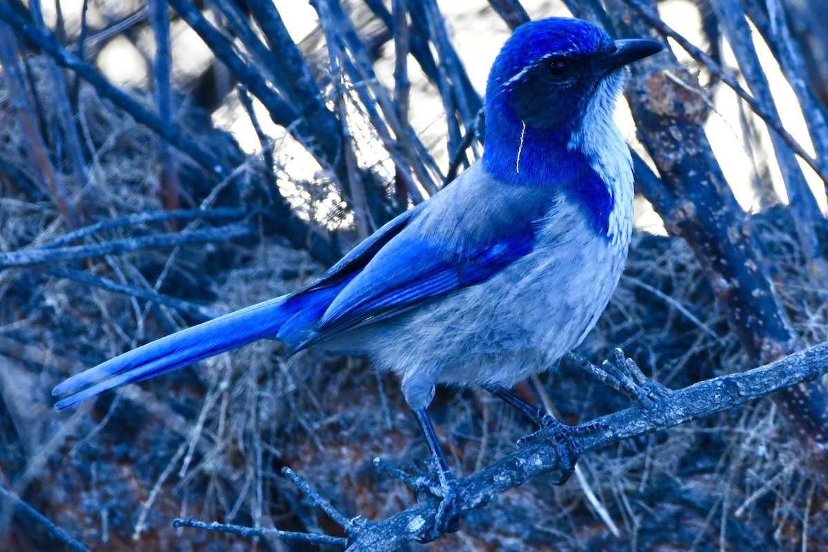 California Scrub-Jay - ML629398251