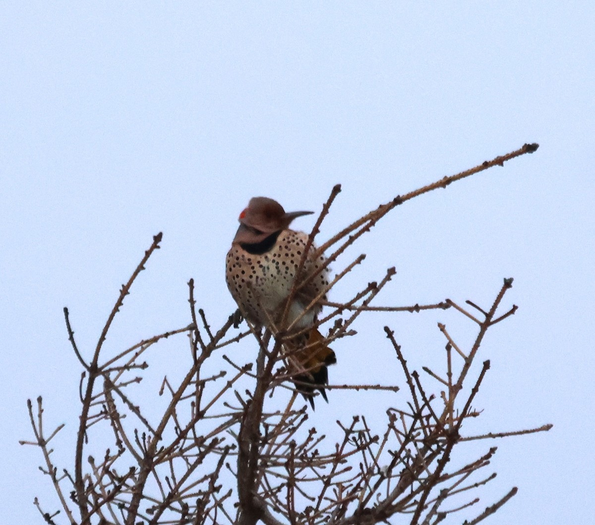 Northern Flicker - ML629398313