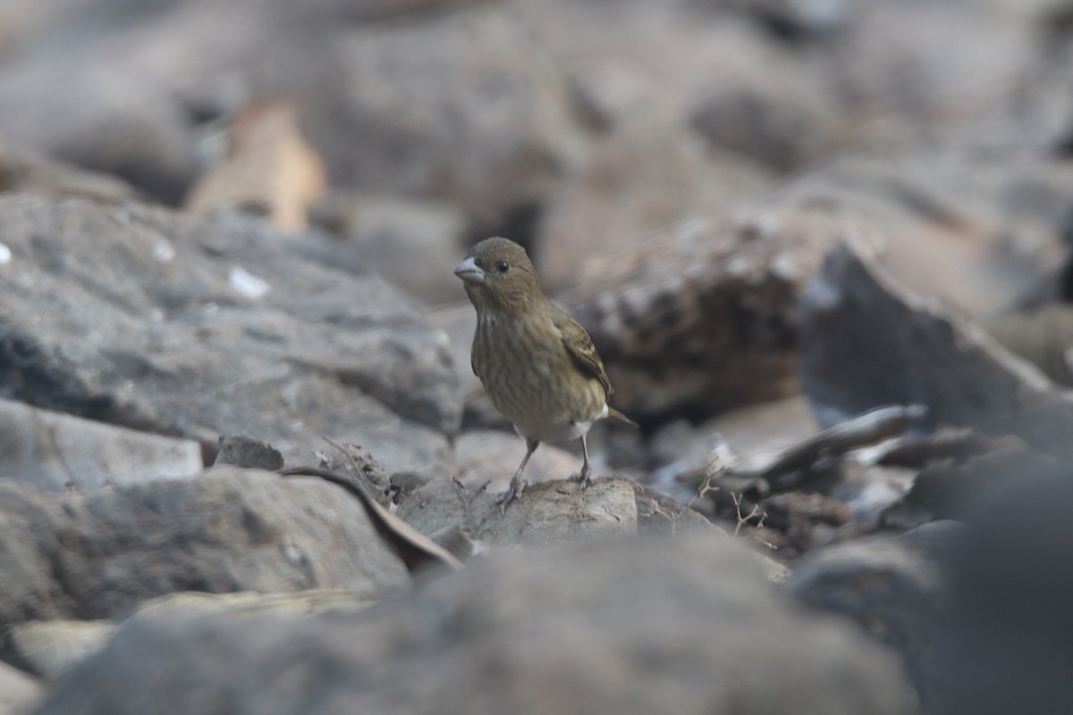 普通朱雀 - ML629398365