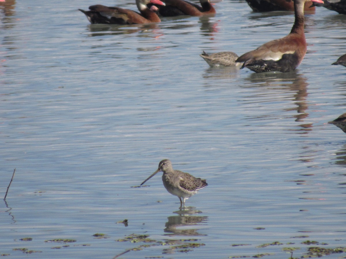 Long-billed Dowitcher - ML629398586