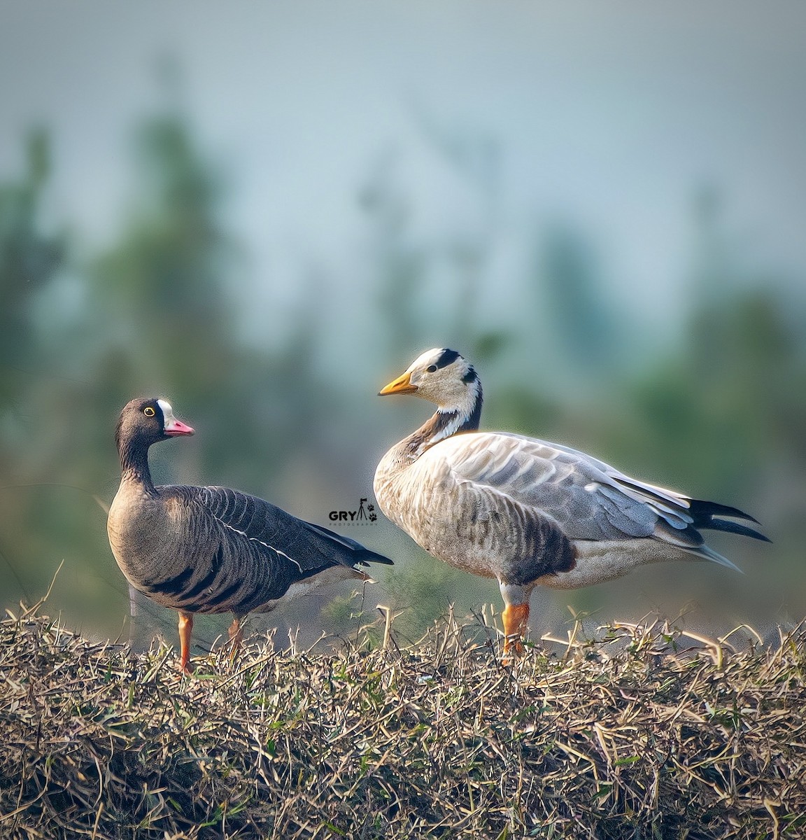 Lesser White-fronted Goose - ML629398588