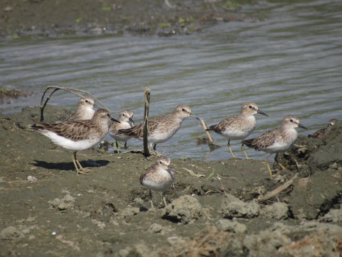 Least Sandpiper - ML629398597