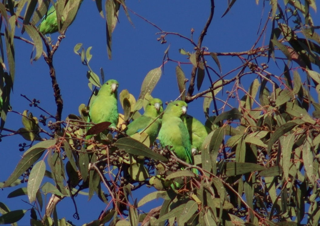 Mexican Parrotlet - ML629398617