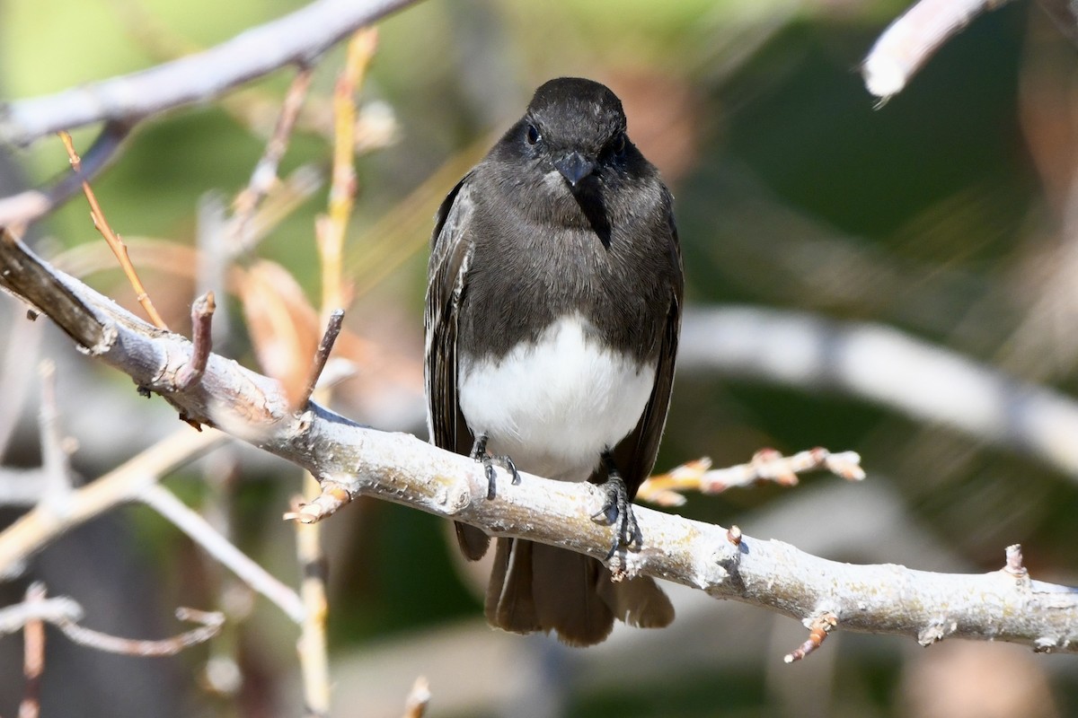 Black Phoebe - ML629398686