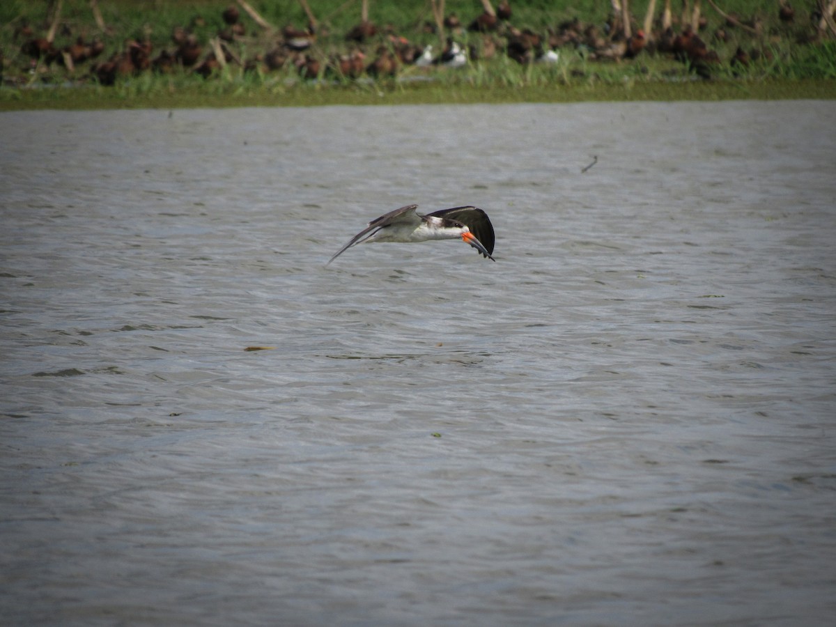 Black Skimmer - ML629398690