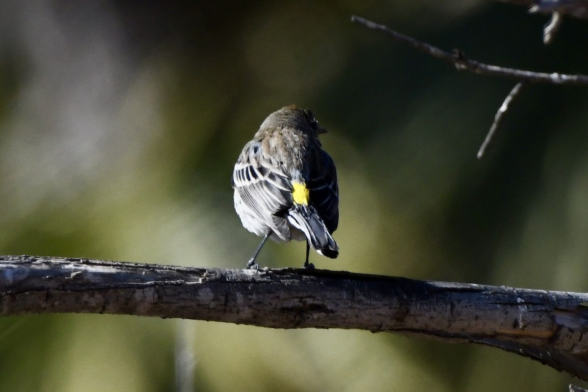 Yellow-rumped Warbler - ML629398693