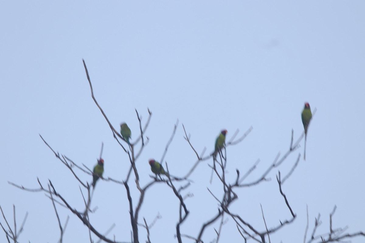 Plum-headed Parakeet - ML629398713