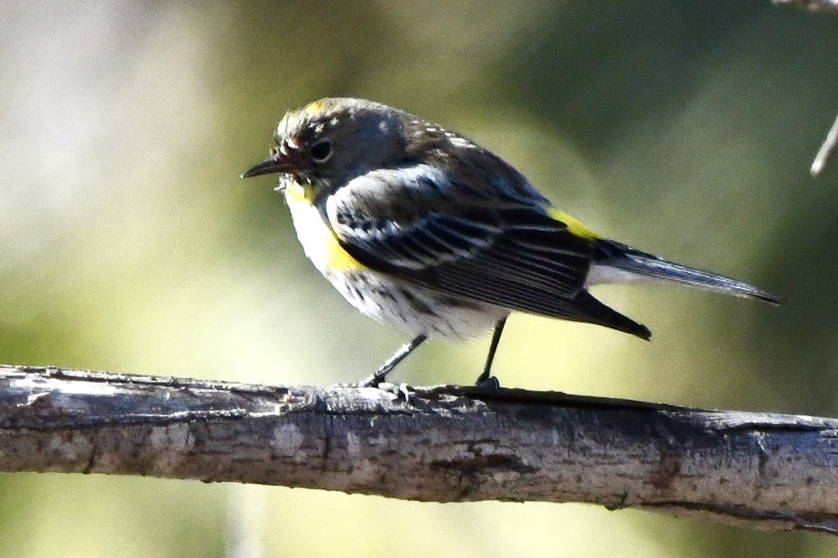 Yellow-rumped Warbler - ML629398733