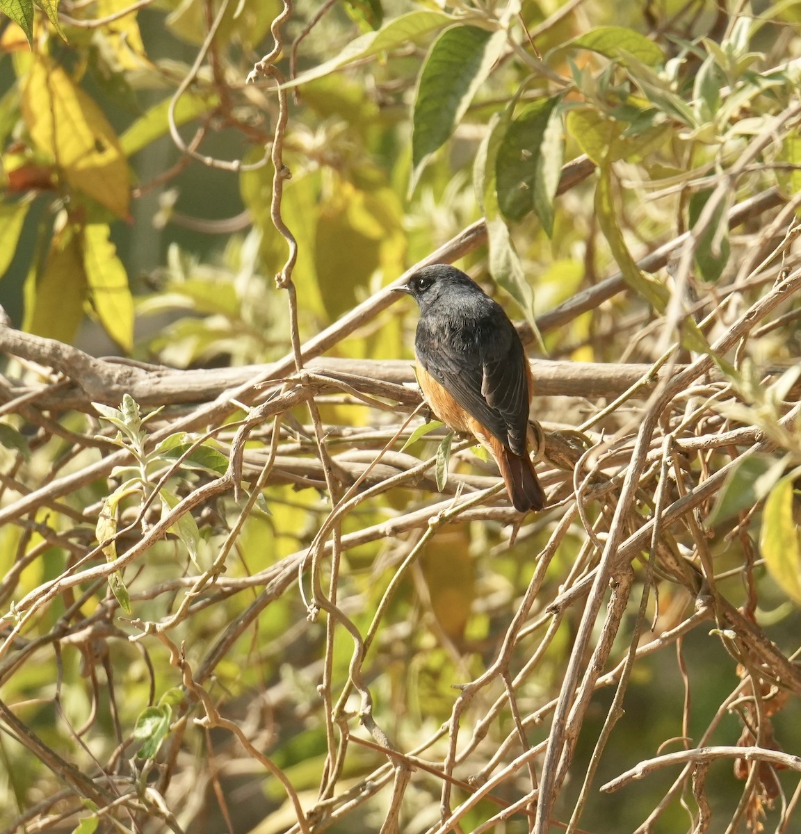 Blue-fronted Redstart - ML629398788