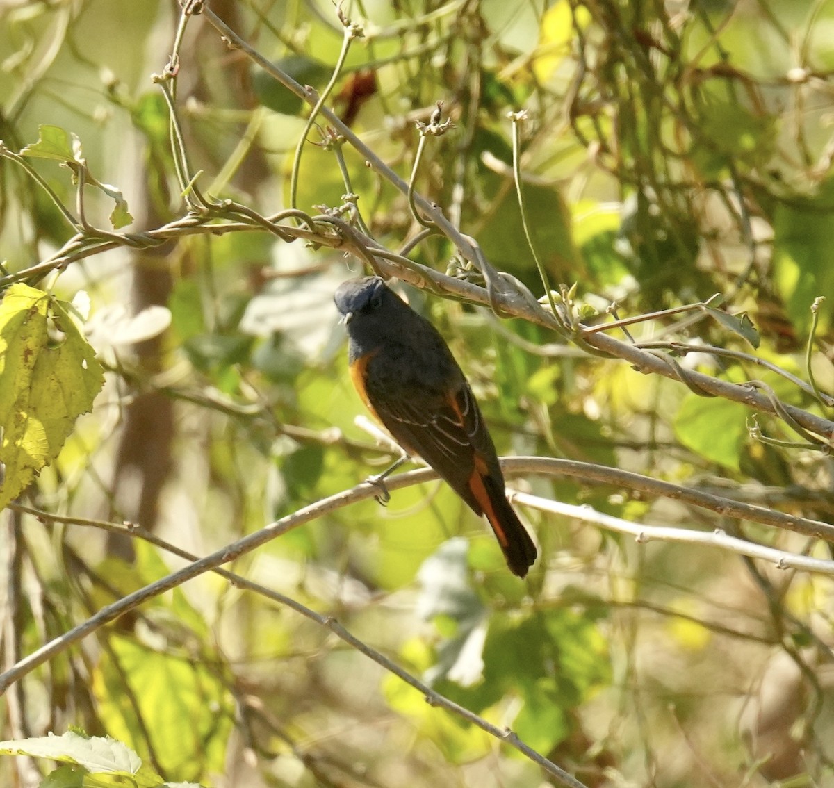 Blue-fronted Redstart - ML629398794